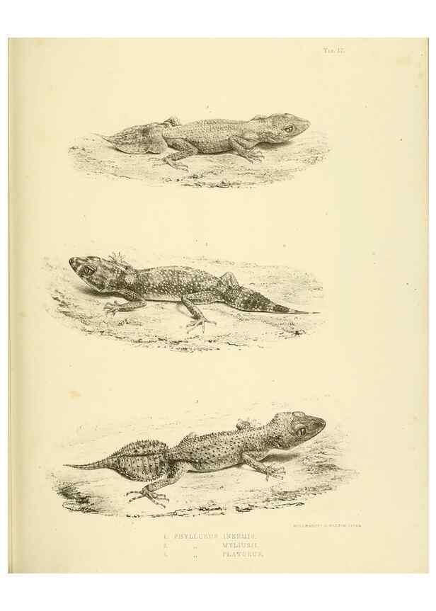 Reproducción/Reproduction 10327863754: The zoology of the voyage of the H.M.S. Erebus & Terror,. London,E. W. Janson,1844-1875.