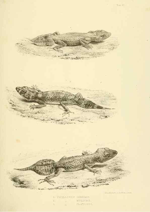 Reproducción/Reproduction 10327863754: The zoology of the voyage of the H.M.S. Erebus & Terror,. London,E. W. Janson,1844-1875.