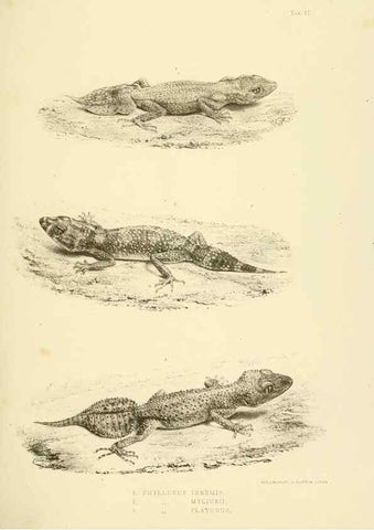 Reproducción/Reproduction 10327863754: The zoology of the voyage of the H.M.S. Erebus & Terror,. London,E. W. Janson,1844-1875.