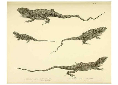 Reproducción/Reproduction 10328039693: The zoology of the voyage of the H.M.S. Erebus & Terror,. London,E. W. Janson,1844-1875.