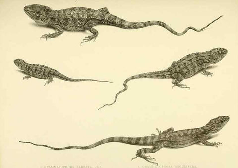 Reproducción/Reproduction 10328039693: The zoology of the voyage of the H.M.S. Erebus & Terror,. London,E. W. Janson,1844-1875.