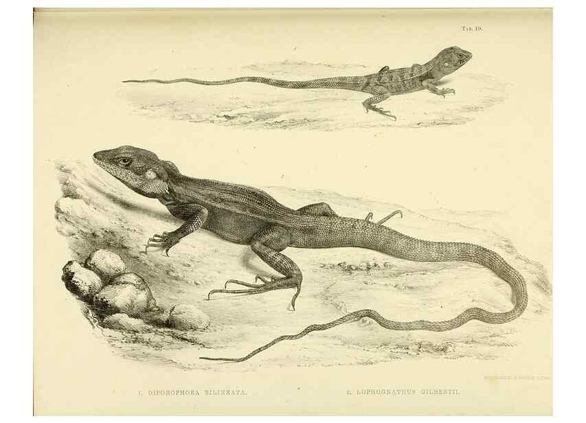 Reproducción/Reproduction 10327883996: The zoology of the voyage of the H.M.S. Erebus & Terror,. London,E. W. Janson,1844-1875.
