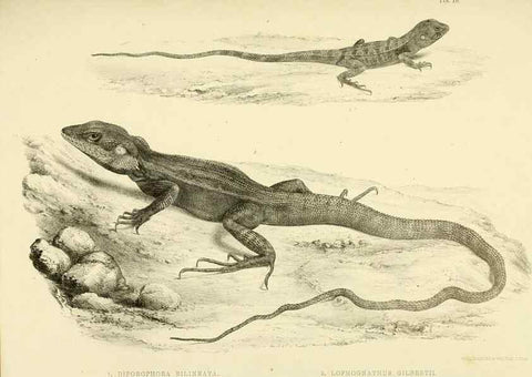 Reproducción/Reproduction 10327883996: The zoology of the voyage of the H.M.S. Erebus & Terror,. London,E. W. Janson,1844-1875.
