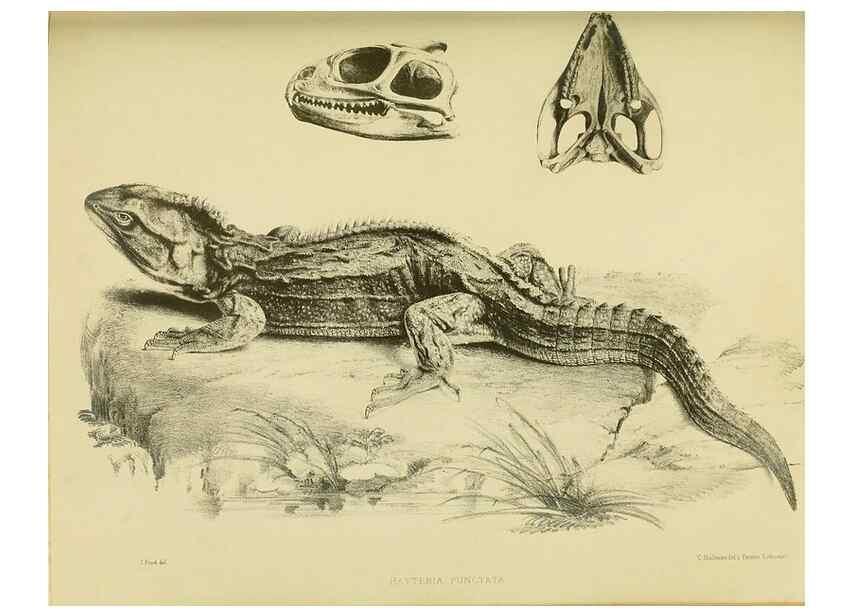 Reproducción/Reproduction 10328045943: The zoology of the voyage of the H.M.S. Erebus & Terror,. London,E. W. Janson,1844-1875.