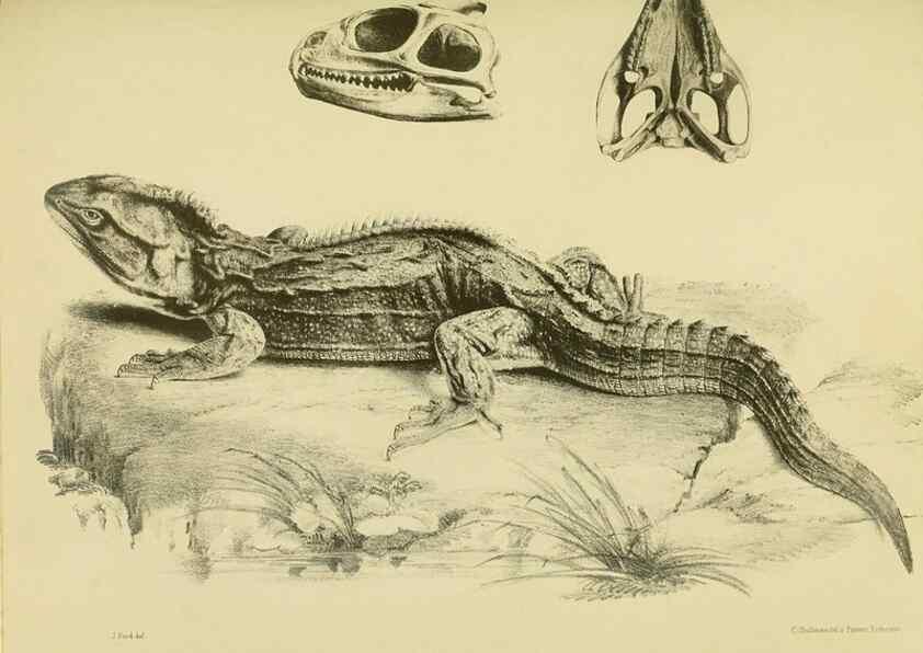 Reproducción/Reproduction 10328045943: The zoology of the voyage of the H.M.S. Erebus & Terror,. London,E. W. Janson,1844-1875.