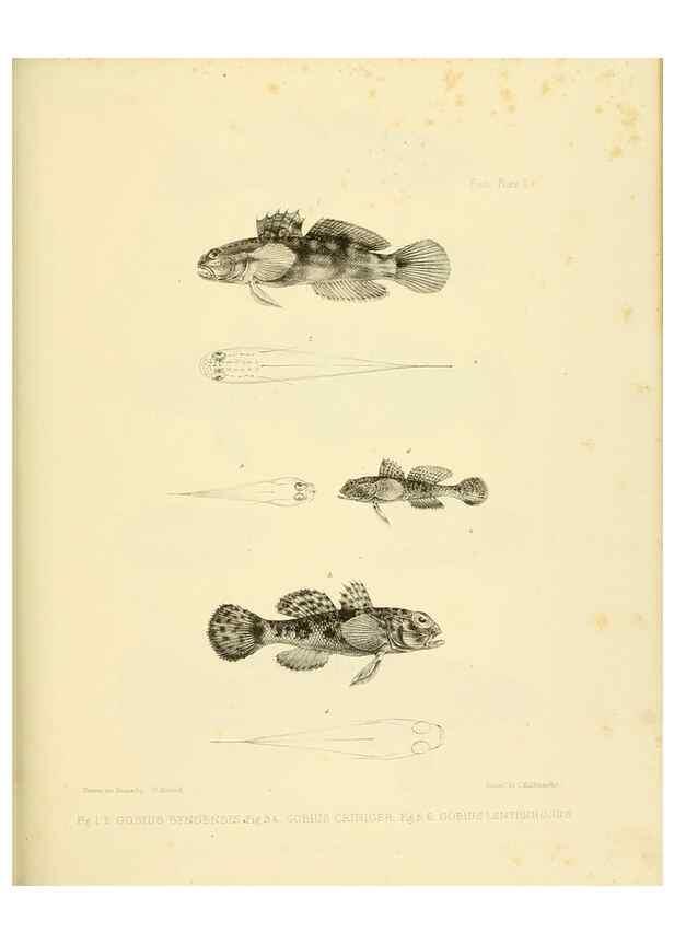 Reproducción/Reproduction 10327874444: The zoology of the voyage of the H.M.S. Erebus & Terror,. London,E. W. Janson,1844-1875.