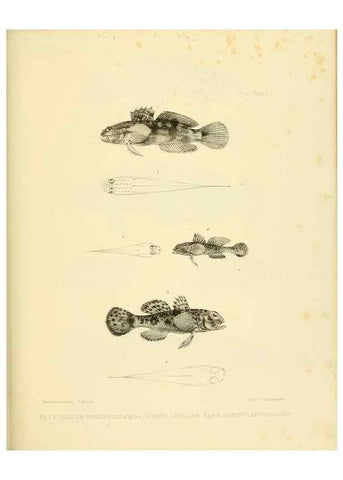 Reproducción/Reproduction 10327874444: The zoology of the voyage of the H.M.S. Erebus & Terror,. London,E. W. Janson,1844-1875.