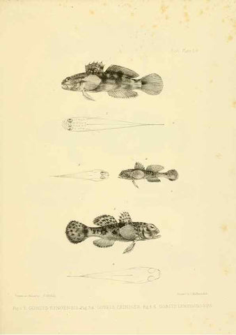 Reproducción/Reproduction 10327874444: The zoology of the voyage of the H.M.S. Erebus & Terror,. London,E. W. Janson,1844-1875.