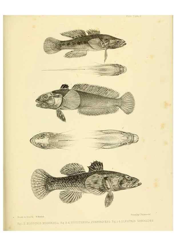 Reproducción/Reproduction 10327877874: The zoology of the voyage of the H.M.S. Erebus & Terror,. London,E. W. Janson,1844-1875.