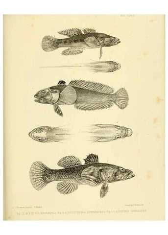 Reproducción/Reproduction 10327877874: The zoology of the voyage of the H.M.S. Erebus & Terror,. London,E. W. Janson,1844-1875.