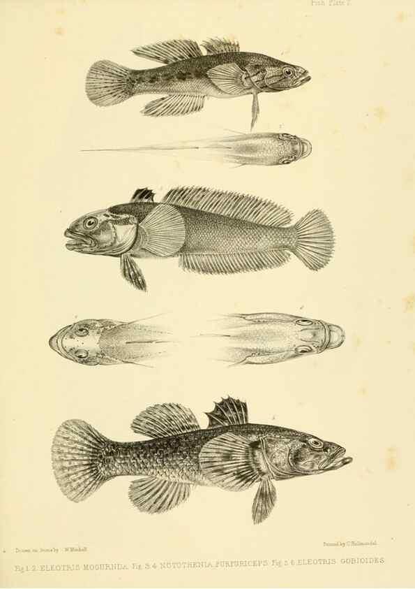 Reproducción/Reproduction 10327877874: The zoology of the voyage of the H.M.S. Erebus & Terror,. London,E. W. Janson,1844-1875.