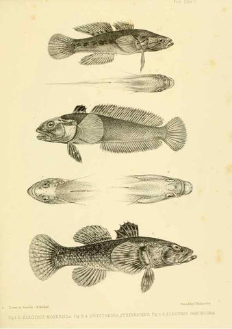 Reproducción/Reproduction 10327877874: The zoology of the voyage of the H.M.S. Erebus & Terror,. London,E. W. Janson,1844-1875.
