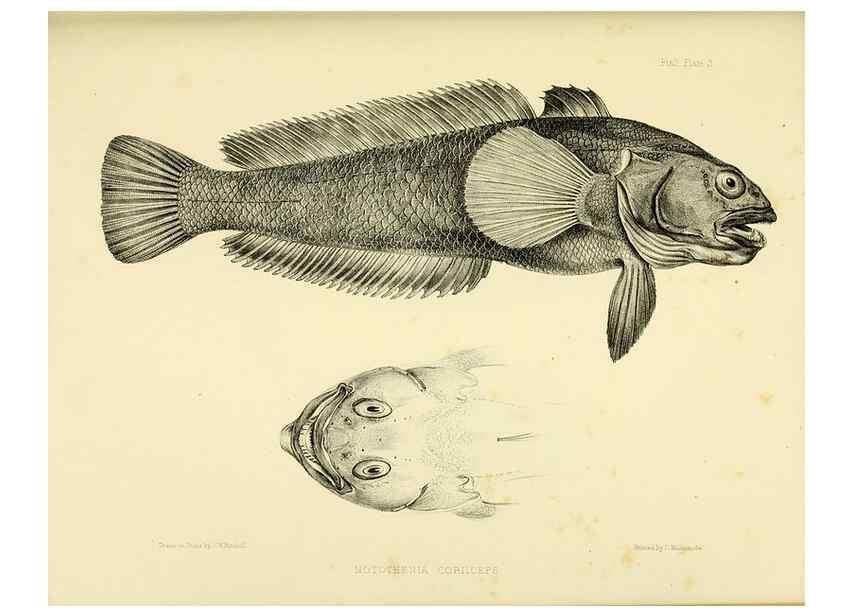 Reproducción/Reproduction 10327896325: The zoology of the voyage of the H.M.S. Erebus & Terror,. London,E. W. Janson,1844-1875.