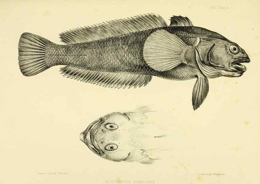 Reproducción/Reproduction 10327896325: The zoology of the voyage of the H.M.S. Erebus & Terror,. London,E. W. Janson,1844-1875.