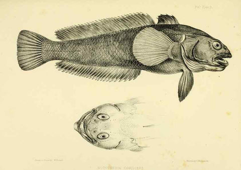 Reproducción/Reproduction 10327896325: The zoology of the voyage of the H.M.S. Erebus & Terror,. London,E. W. Janson,1844-1875.