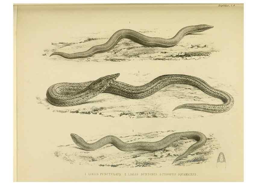 Reproducción/Reproduction 10327857255: The zoology of the voyage of the H.M.S. Erebus & Terror,. London,E. W. Janson,1844-1875.