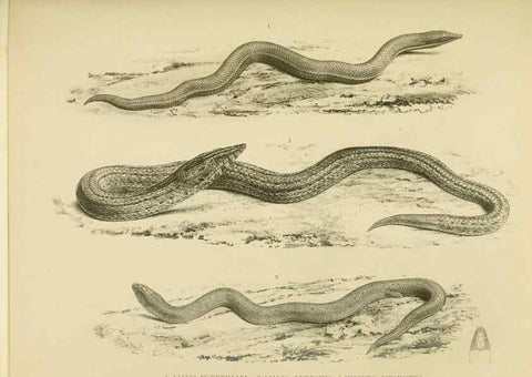 Reproducción/Reproduction 10327857255: The zoology of the voyage of the H.M.S. Erebus & Terror,. London,E. W. Janson,1844-1875.
