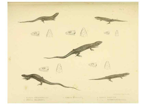 Reproducción/Reproduction 10327854575: The zoology of the voyage of the H.M.S. Erebus & Terror,. London,E. W. Janson,1844-1875.