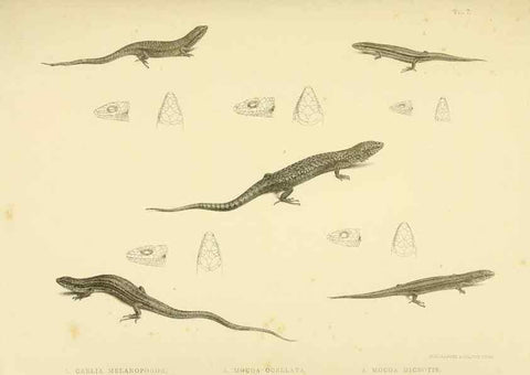 Reproducción/Reproduction 10327854575: The zoology of the voyage of the H.M.S. Erebus & Terror,. London,E. W. Janson,1844-1875.