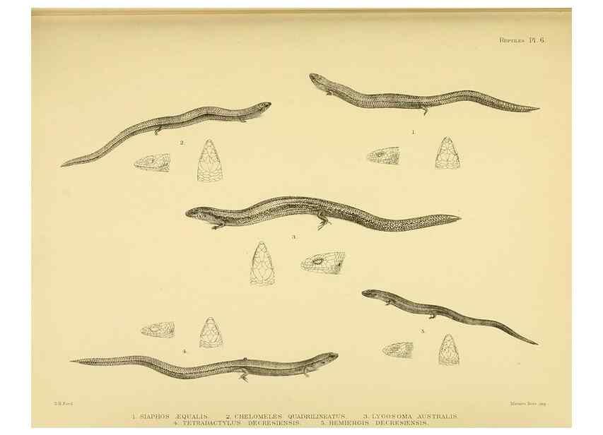 Reproducción/Reproduction 10327852415: The zoology of the voyage of the H.M.S. Erebus & Terror,. London,E. W. Janson,1844-1875.