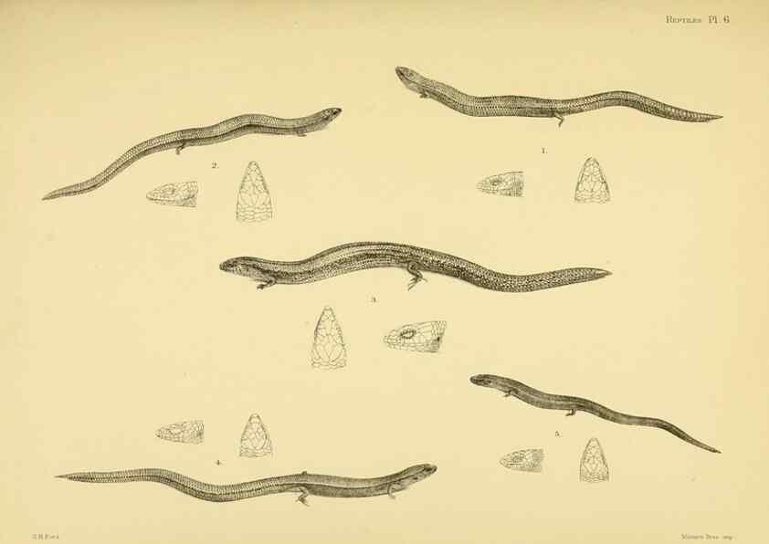 Reproducción/Reproduction 10327852415: The zoology of the voyage of the H.M.S. Erebus & Terror,. London,E. W. Janson,1844-1875.