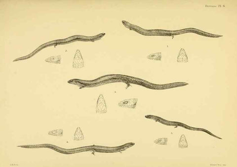 Reproducción/Reproduction 10327852415: The zoology of the voyage of the H.M.S. Erebus & Terror,. London,E. W. Janson,1844-1875.