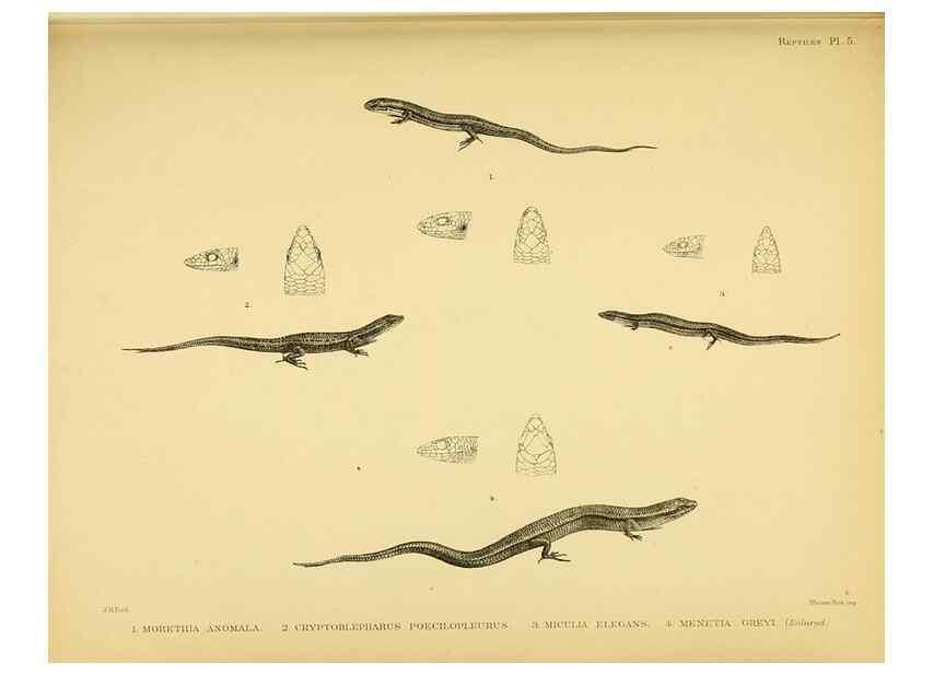 Reproducción/Reproduction 10328008933: The zoology of the voyage of the H.M.S. Erebus & Terror,. London,E. W. Janson,1844-1875.