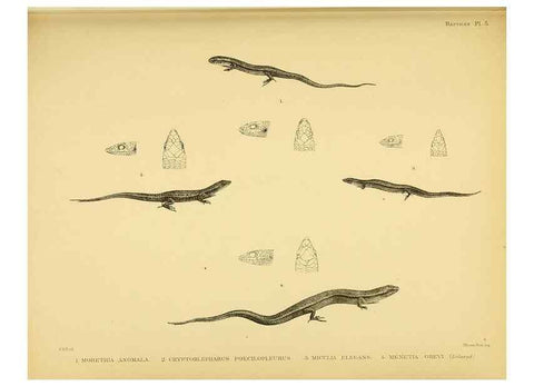 Reproducción/Reproduction 10328008933: The zoology of the voyage of the H.M.S. Erebus & Terror,. London,E. W. Janson,1844-1875.