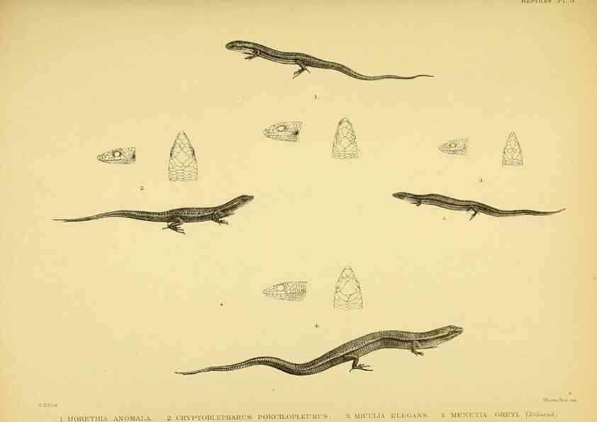 Reproducción/Reproduction 10328008933: The zoology of the voyage of the H.M.S. Erebus & Terror,. London,E. W. Janson,1844-1875.