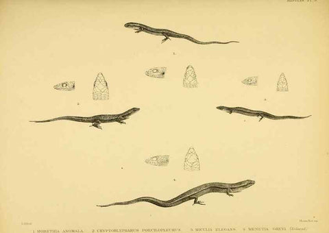 Reproducción/Reproduction 10328008933: The zoology of the voyage of the H.M.S. Erebus & Terror,. London,E. W. Janson,1844-1875.