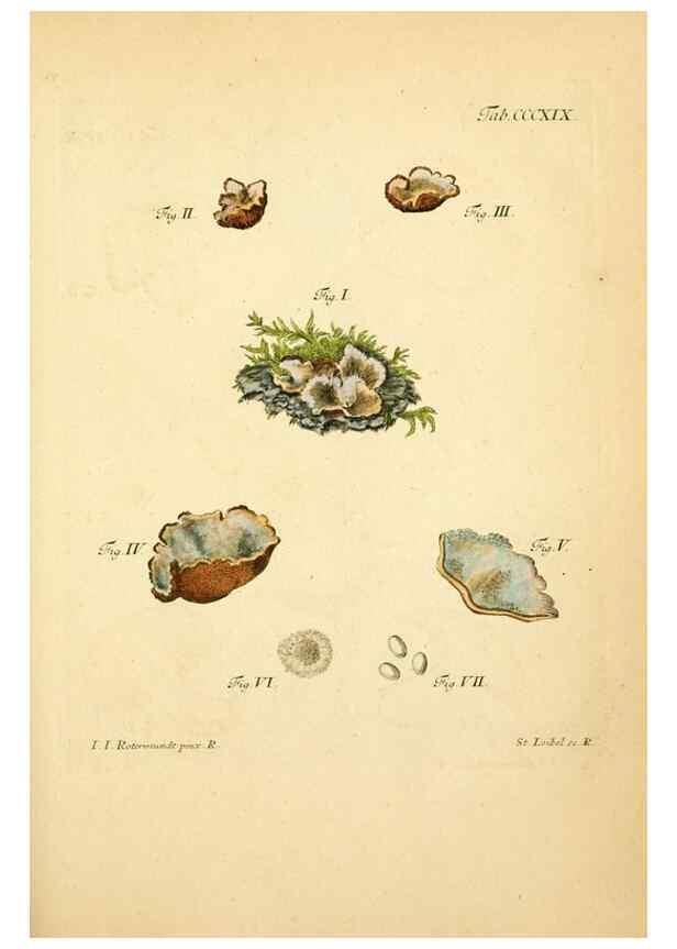 Reproducción/Reproduction 10315519004: Fungorum qui in Bavaria et Palatinatu circa Ratisbonam nascuntur icones, nativis coloribus expressae.. Erlangae,Apud J.J. Palmium,1800.