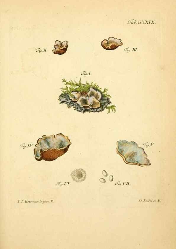 Reproducción/Reproduction 10315519004: Fungorum qui in Bavaria et Palatinatu circa Ratisbonam nascuntur icones, nativis coloribus expressae.. Erlangae,Apud J.J. Palmium,1800.