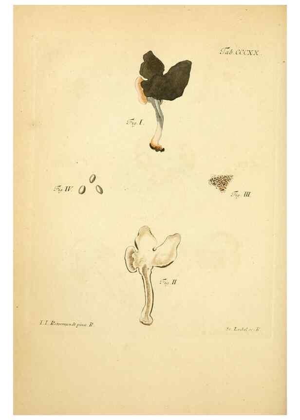 Reproducción/Reproduction 10315548385: Fungorum qui in Bavaria et Palatinatu circa Ratisbonam nascuntur icones, nativis coloribus expressae.. Erlangae,Apud J.J. Palmium,1800.