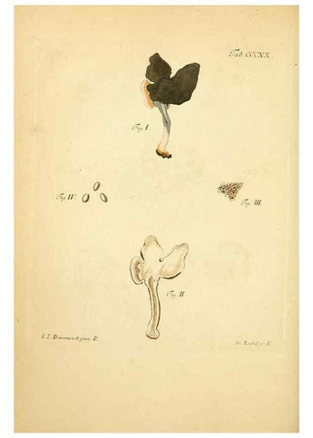 Reproducción/Reproduction 10315548385: Fungorum qui in Bavaria et Palatinatu circa Ratisbonam nascuntur icones, nativis coloribus expressae.. Erlangae,Apud J.J. Palmium,1800.
