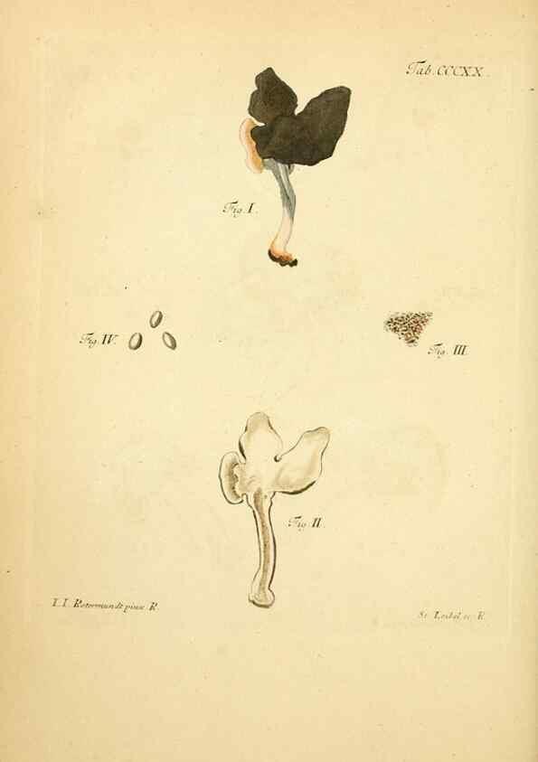 Reproducción/Reproduction 10315548385: Fungorum qui in Bavaria et Palatinatu circa Ratisbonam nascuntur icones, nativis coloribus expressae.. Erlangae,Apud J.J. Palmium,1800.