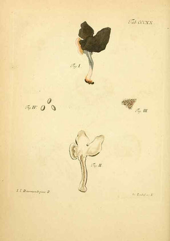 Reproducción/Reproduction 10315548385: Fungorum qui in Bavaria et Palatinatu circa Ratisbonam nascuntur icones, nativis coloribus expressae.. Erlangae,Apud J.J. Palmium,1800.