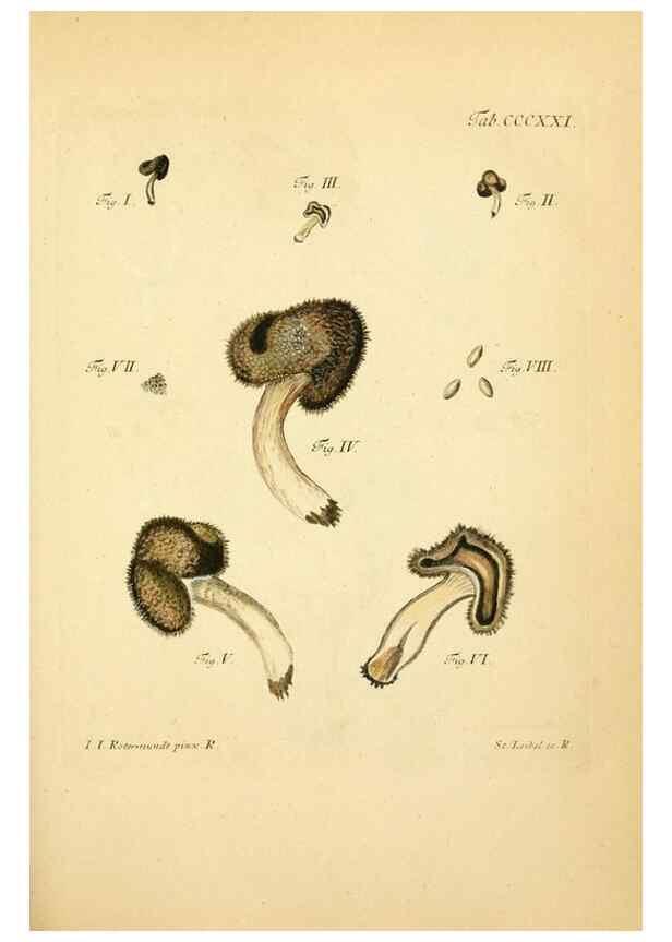 Reproducción/Reproduction 10315526754: Fungorum qui in Bavaria et Palatinatu circa Ratisbonam nascuntur icones, nativis coloribus expressae.. Erlangae,Apud J.J. Palmium,1800.