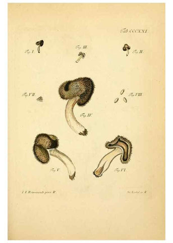 Reproducción/Reproduction 10315526754: Fungorum qui in Bavaria et Palatinatu circa Ratisbonam nascuntur icones, nativis coloribus expressae.. Erlangae,Apud J.J. Palmium,1800.