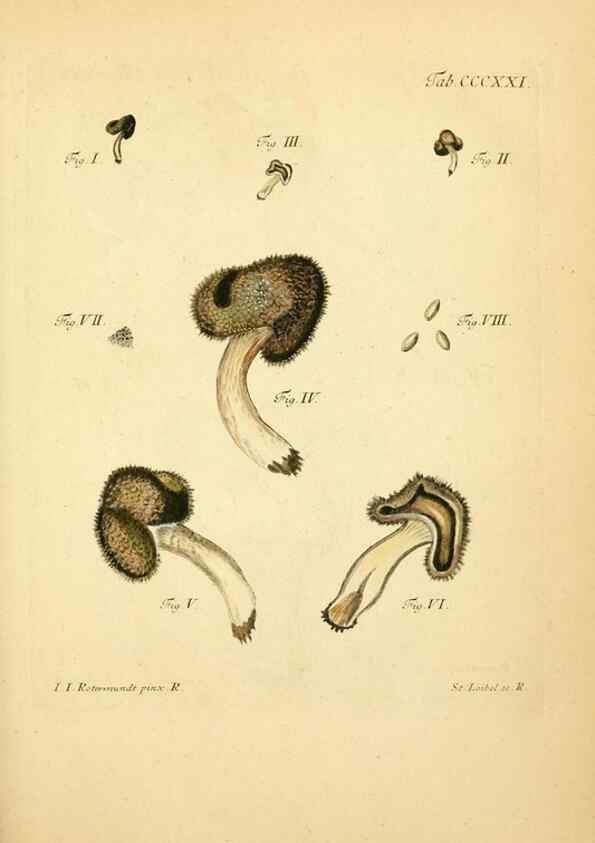 Reproducción/Reproduction 10315526754: Fungorum qui in Bavaria et Palatinatu circa Ratisbonam nascuntur icones, nativis coloribus expressae.. Erlangae,Apud J.J. Palmium,1800.