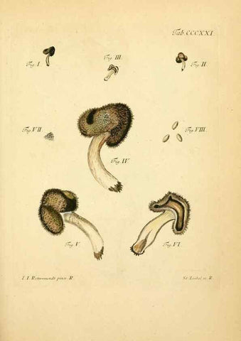 Reproducción/Reproduction 10315526754: Fungorum qui in Bavaria et Palatinatu circa Ratisbonam nascuntur icones, nativis coloribus expressae.. Erlangae,Apud J.J. Palmium,1800.