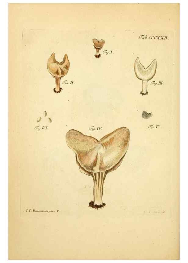 Reproducción/Reproduction 10315717053: Fungorum qui in Bavaria et Palatinatu circa Ratisbonam nascuntur icones, nativis coloribus expressae.. Erlangae,Apud J.J. Palmium,1800.