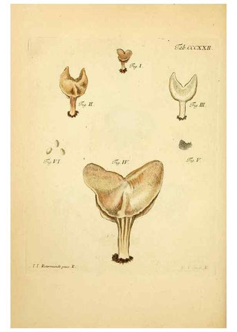Reproducción/Reproduction 10315717053: Fungorum qui in Bavaria et Palatinatu circa Ratisbonam nascuntur icones, nativis coloribus expressae.. Erlangae,Apud J.J. Palmium,1800.