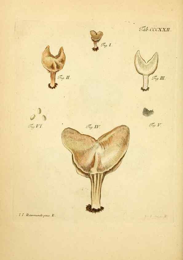 Reproducción/Reproduction 10315717053: Fungorum qui in Bavaria et Palatinatu circa Ratisbonam nascuntur icones, nativis coloribus expressae.. Erlangae,Apud J.J. Palmium,1800.