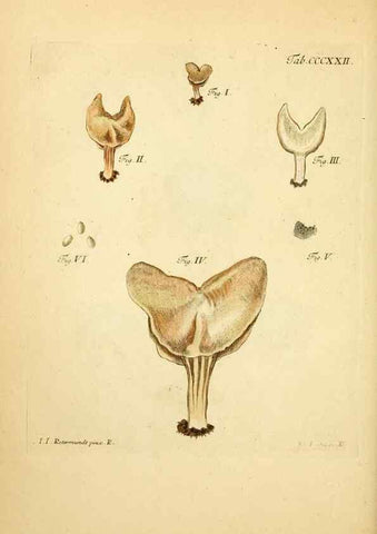Reproducción/Reproduction 10315717053: Fungorum qui in Bavaria et Palatinatu circa Ratisbonam nascuntur icones, nativis coloribus expressae.. Erlangae,Apud J.J. Palmium,1800.
