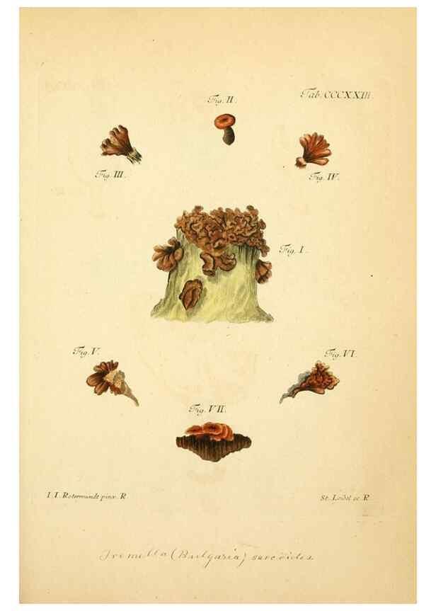 Reproducción/Reproduction 10315722123: Fungorum qui in Bavaria et Palatinatu circa Ratisbonam nascuntur icones, nativis coloribus expressae.. Erlangae,Apud J.J. Palmium,1800.