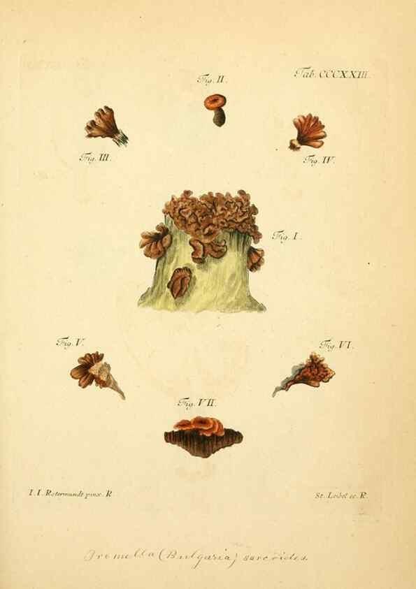 Reproducción/Reproduction 10315722123: Fungorum qui in Bavaria et Palatinatu circa Ratisbonam nascuntur icones, nativis coloribus expressae.. Erlangae,Apud J.J. Palmium,1800.