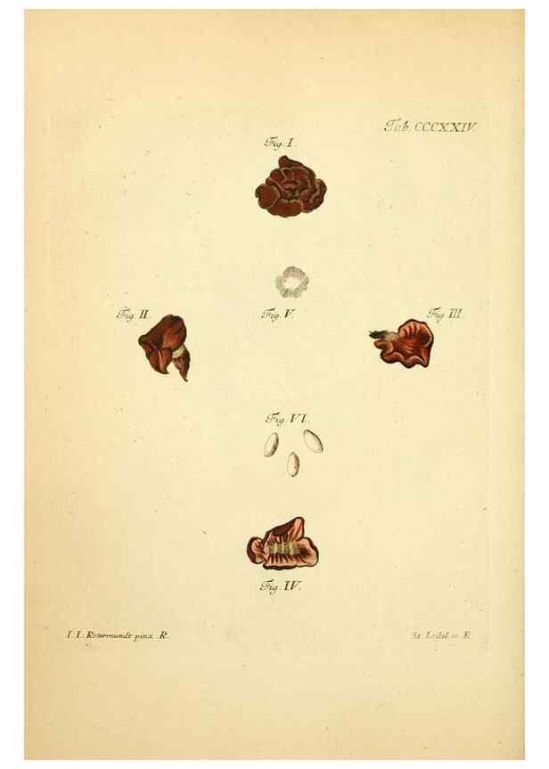 Reproducción/Reproduction 10315590906: Fungorum qui in Bavaria et Palatinatu circa Ratisbonam nascuntur icones, nativis coloribus expressae.. Erlangae,Apud J.J. Palmium,1800.