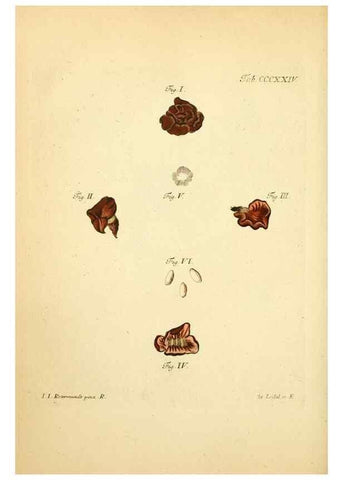 Reproducción/Reproduction 10315590906: Fungorum qui in Bavaria et Palatinatu circa Ratisbonam nascuntur icones, nativis coloribus expressae.. Erlangae,Apud J.J. Palmium,1800.