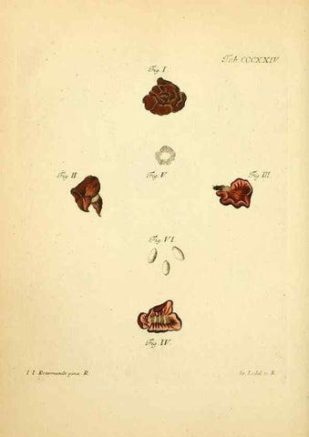 Reproducción/Reproduction 10315590906: Fungorum qui in Bavaria et Palatinatu circa Ratisbonam nascuntur icones, nativis coloribus expressae.. Erlangae,Apud J.J. Palmium,1800.