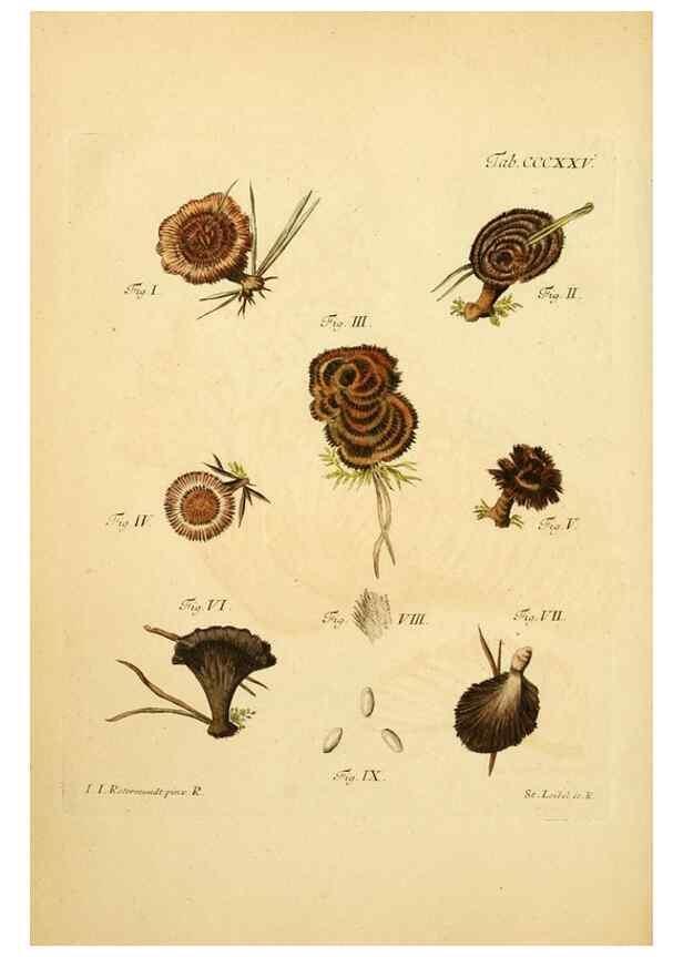 Reproducción/Reproduction 10315732223: Fungorum qui in Bavaria et Palatinatu circa Ratisbonam nascuntur icones, nativis coloribus expressae.. Erlangae,Apud J.J. Palmium,1800.